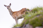 Red Deer Hind on Hill