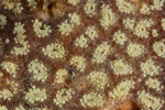 Botryllus schlosseri