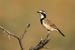 Capped Wheatear
