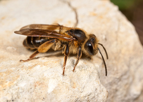 A female showing the characteristic "golden" colouration that spreads onto the wing bases.