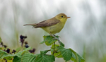Melodious Warbler