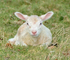 8th March Lamb