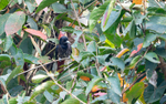 Maroon Oriole