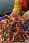 GSF007 - Langoustines in hands