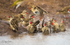 Red-billed Quelea bathing 6