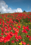 Poppyies and Clouds.