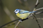 Blue Tit