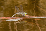 Lesser Emperor Dragonfly