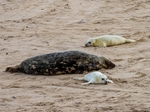 Atlantic Grey Seal