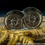 Cut & Polished Whitby Ammonite 044