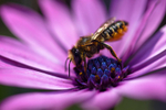 Bee on a Daisy- 4002_00031