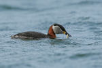 Red-necked Grebe with fish, Farmoor Reservoir
