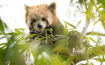 Red Panda