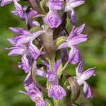 Early Marsh Orchid (Dactylorhiza incarnata).