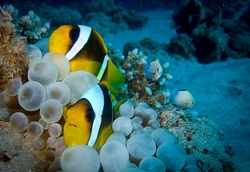 Red Sea Clownfishjpg
