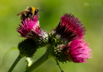 Bumble Bee on Thistle