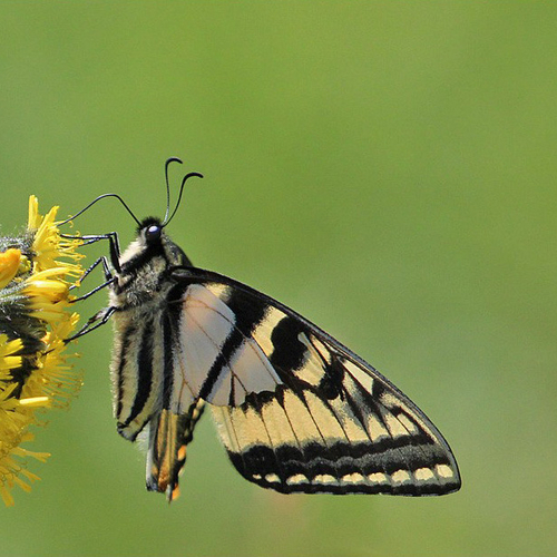 Canadian Tiger Swallowtail