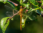 Ruddy Darter