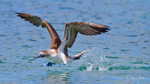 Blue-footed Booby 6
