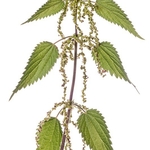 Common Nettle (Urtica dioica) MYN