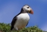 Puffin