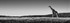 Giraffe Pano