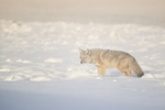 Coyote in mist, Yellowstone, Wyoming