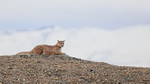 Puma Petaca resting on conglomerate rock, Torres del Paine, Chile
