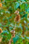 goldfinch Carduelis carduelis-3745