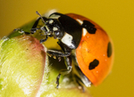 Seven Spot Ladybird