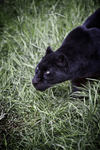Black Leopard