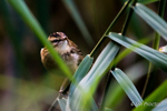 Sedge Warbler in amongst the reeds