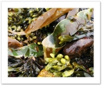 Seaweed V