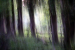 Somerset woodland area 1