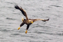sea-eagle-catching-fish3
