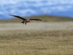 Great Skua on landing approach, Jokulsarlon, Iceland