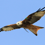 Red Kite