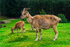 Turkmenian Markhor Goats, Screw-horn Goats - DSC_6709