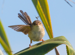 Red Wren Female 16