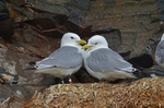 Kittiwakes