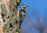 Woodpeckers,Wrynecks portfolio