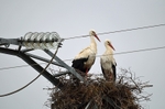 White Storks