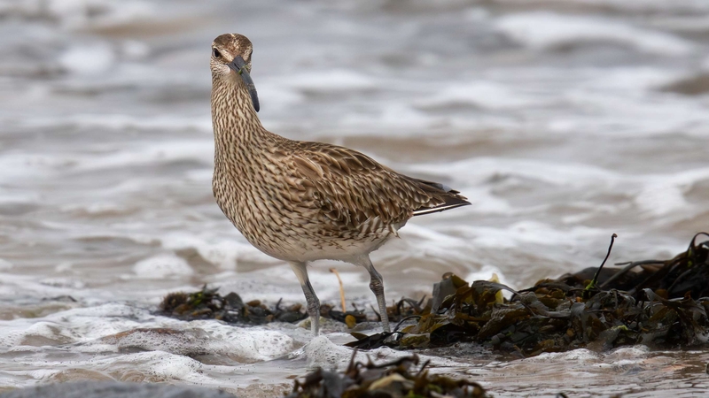 Eurasian Whimbrel - Kildonan - Isle of Arran - Scotland