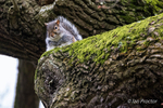 Grey Squirrel sitting pretty - Barnett Demesne, Belfast.