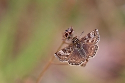 British Butterflies portfolio
