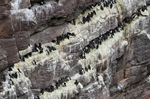 Common Guillemots