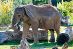 Elephant - 7139