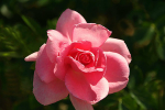 Wild Rose