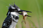 Pied Kingfisher with kill