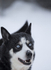 Huskies from the Dogsled team in Northern Finland